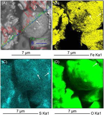 High-Resolution Petrographic Evidence Confirming Detrital and Biogenic Magnetites as Remanence Carriers for Zongpu Carbonates in the Gamba Area, South Tibet